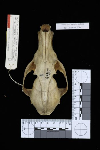 Media type: image;   Mammalogy BANGS-1178 Description: Image of skeleton specimen - dorsal view. dorsal view of skull.;